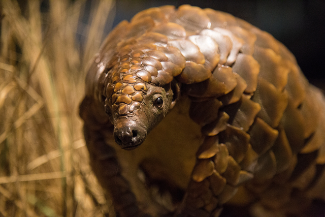 廣東率先修法“禁食野味”!5月起食用者最高處動物價值20倍罰款 廣東率先修法“禁食野味”!5月起食用者最高處動物價值20倍罰款